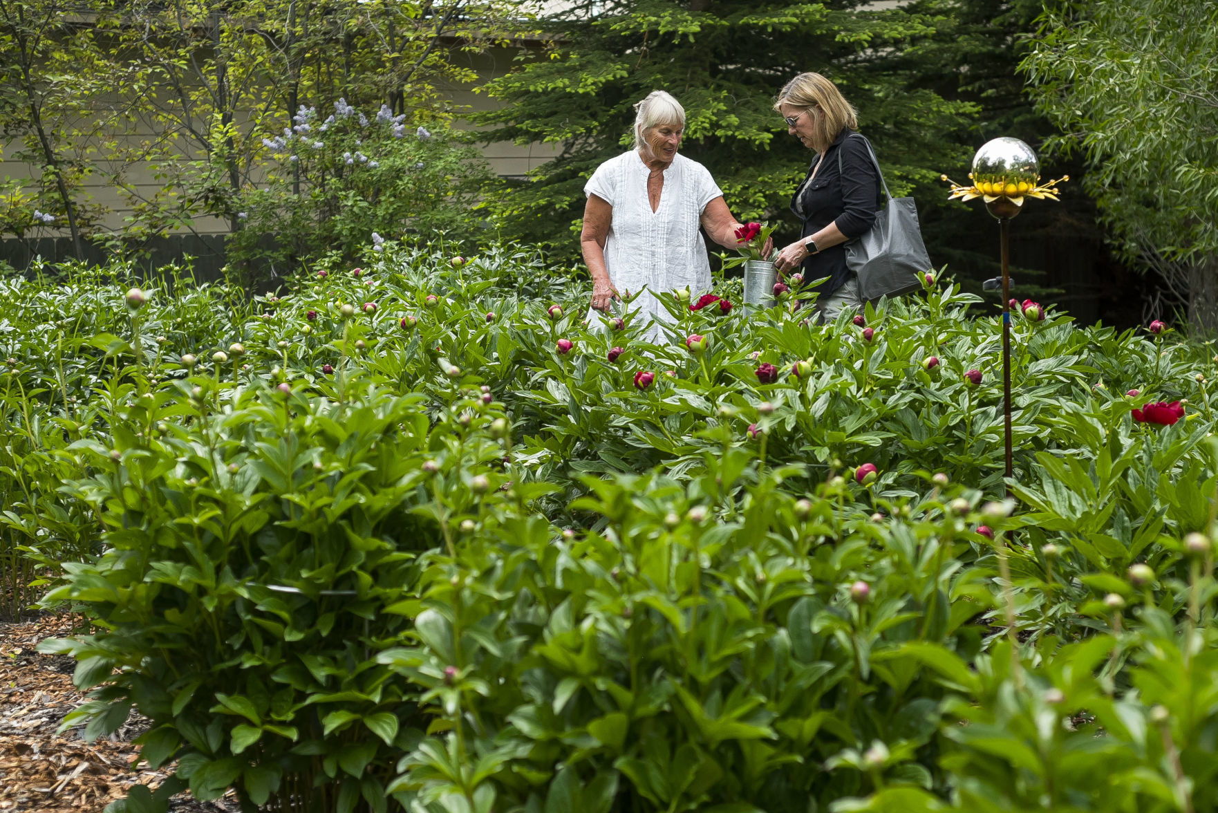 Fish Creek Peonies